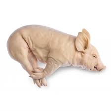 COCHINILLO 3 A 4 KG APROX