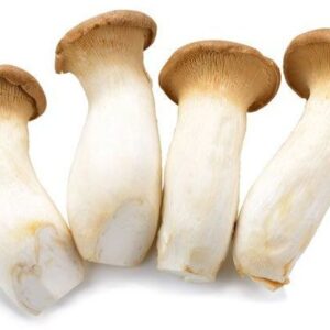 SETA CARDO (PLEUROTUS ERYNGII)