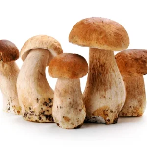 depositphotos_155921662-stock-photo-mushroom-of-cep-o BOLETUS