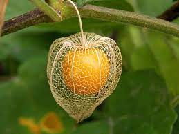 PHYSALIS